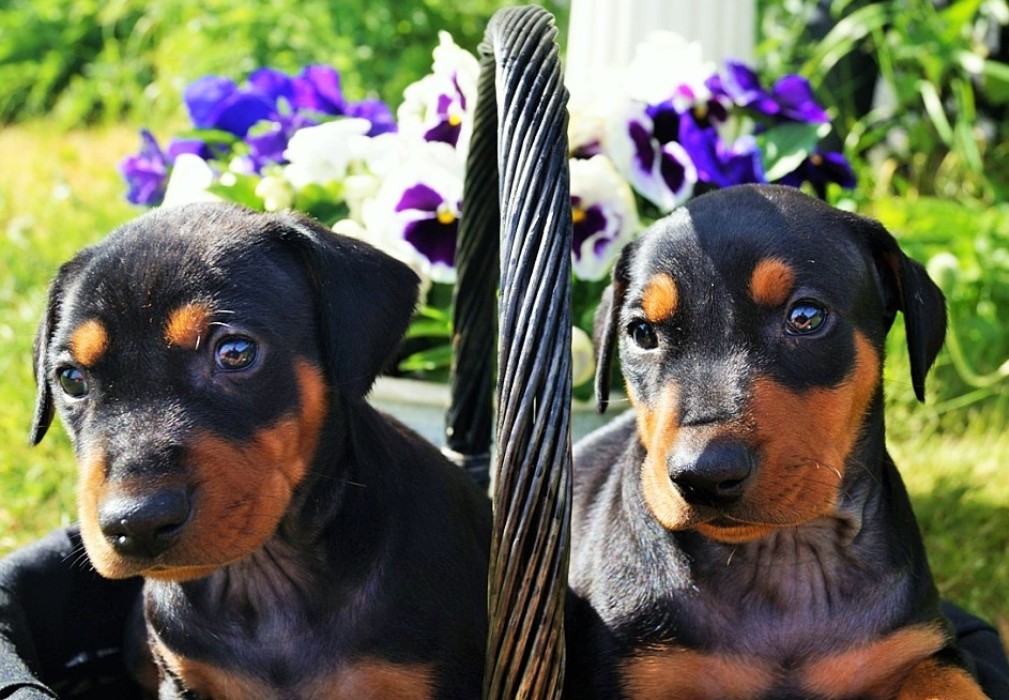 Pinscher * Xélanc Young Y kull 5 veckor